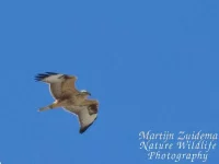 Arendbuizerd [Buteo rufinus]